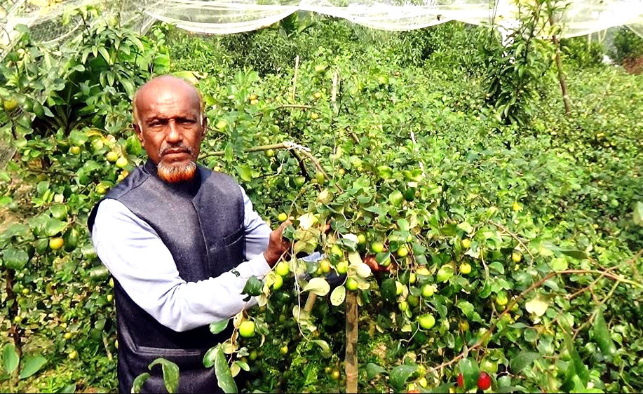 কচুয়ায় আপেল বরই চাষে লাভবান কৃষক শহীদ বেপারী